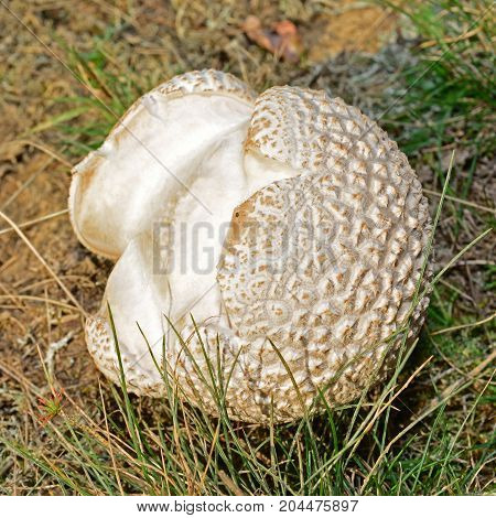Handkea utriformis mushroom known as lycoperdon utriforme