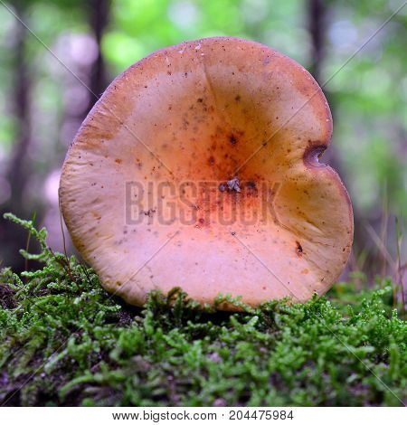 edible lactarius volemus mushroom in the woods