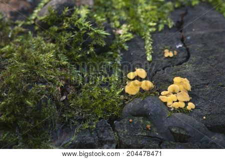 Bisporella citrina [Calycella citrina] macro shot local focus
