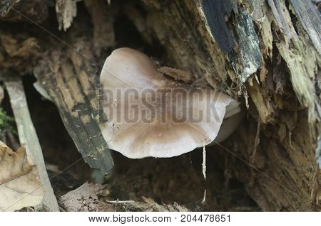 Deer Mushroom (Pluteus cervinus) on a birch tree stump