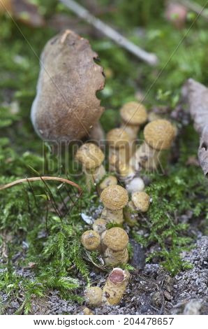 Armillaria mellea honey fungus and Xerocomus on an old tree