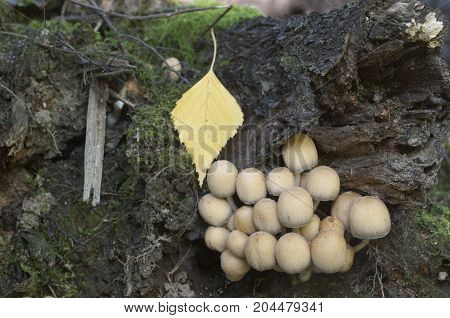 Coprinus micaceus mushroom near the tree close up