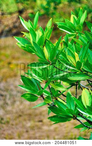 Beautiful mangrove young leaves on the branches