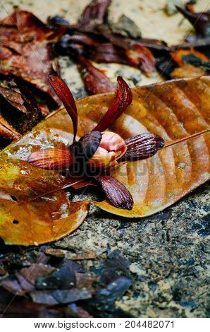 Helicopter seeds of Dipterocarpus spp. on tropical rain forest of Borneo. Tree Propagation of Dipterocarpus spp.