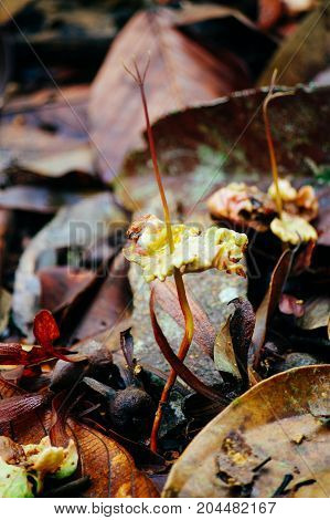 Younge sprout of Dipterocarpus spp. on tropical rain forest of Borneo. Tree Propagation of Dipterocarpus spp.