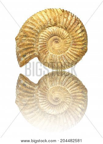 Well preserved fossilization of an extinct ammonite.