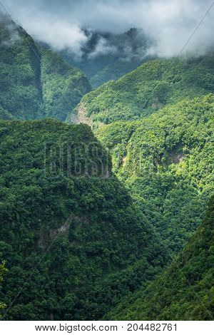 Los Tilos laurel forest in La Palma Canary Islands