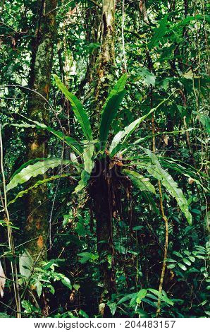 Asplenium Nidus or Bird Nest Fern native to Tropical Southeast Asia. An epiphytic species of fern located in Borneo Malaysia