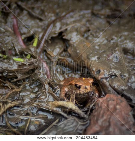 Young European common toad hiding in wet dirt with earthworms around