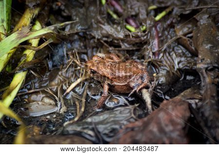 Young European common toad hiding in wet dirt with a fly and earthworms around