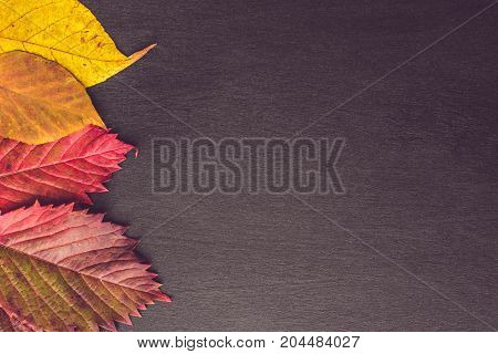 Autumn Leaves Over Wooden Background With Copy Space