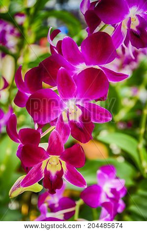 Orchids are plants that are completely different from the roots leaves flowers and roots no taproot. No trunk Heartwood Or monocots is a line parallel to the length of the leaf blade.