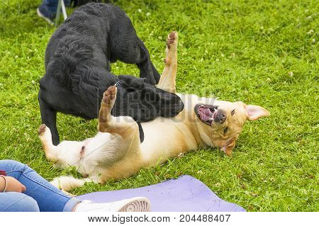 Two dogs fight and play biting each other. Concept: friend, dobrata, power, love, loyalty, protection, care. Space under the text. 2018 year of the dog in the eastern calendar