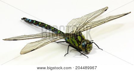 Close up on Dragonfly on white background