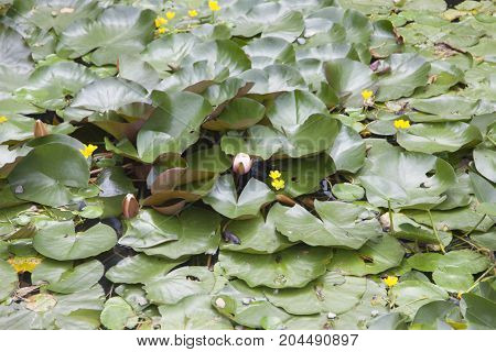 Water-lilies grow in a pond blossom and please people