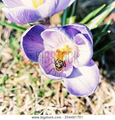 Honey bee - Apis mellifera pollinate Crocus heuffelianus flower. Spring time scene. Beauty photo filter.