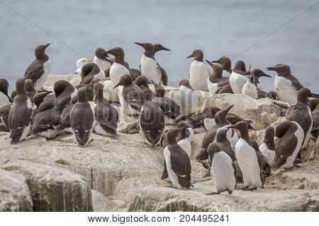 Large nesting Guillemot (Uria aalge) colony on coastal cliffs
