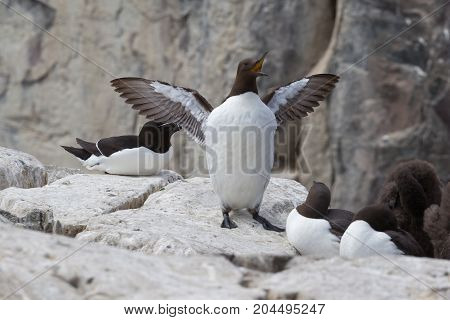 Guillemot (Uria aalge) on cliff in UK.