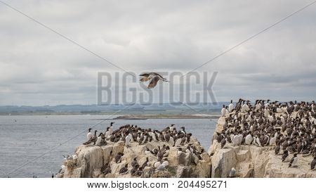 Large nesting Guillemot (Uria aalge) colony on coastal cliffs