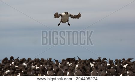 Large nesting Guillemot (Uria aalge) colony on coastal cliffs