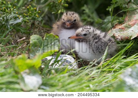 A pair of Arctic Tern chicks ( Sterna paradisaea)