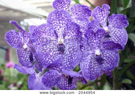 蘭の花