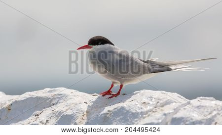 Arctic Tern Sstanding On Wall
