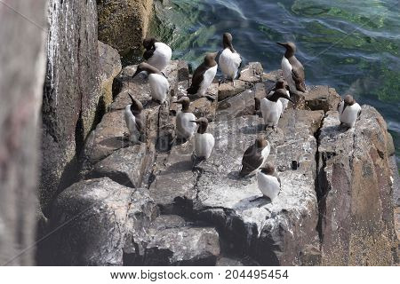 Large nesting Guillemot (Uria aalge) colony on coastal cliffs