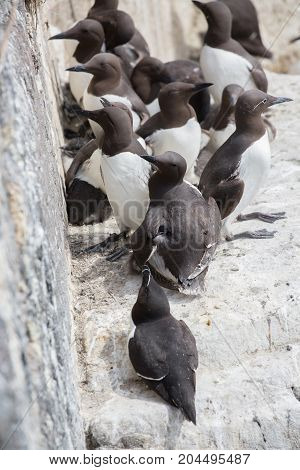 Large nesting Guillemot (Uria aalge) colony on coastal cliffs