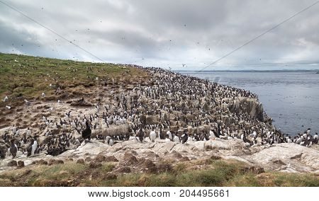 Large nesting sebird colony on coastal cliffs
