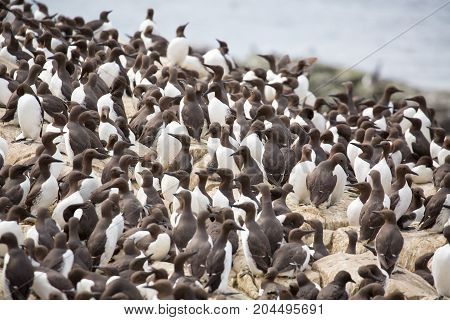 Large nesting Guillemot (Uria aalge) colony on coastal cliffs