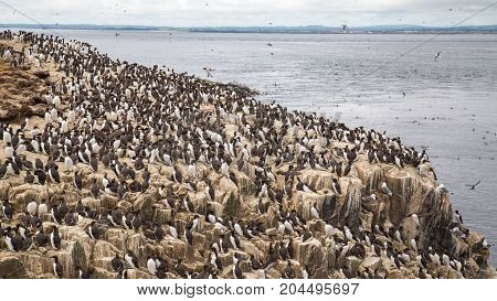 Large nesting sebird colony on coastal cliffs