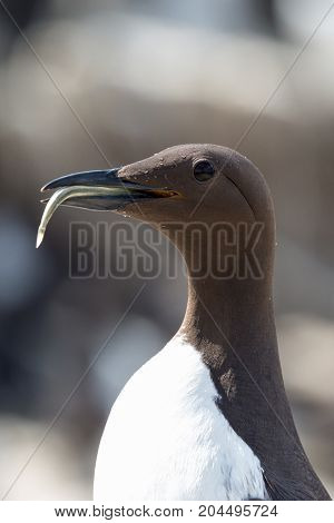 Guillemot (Uria aalge) on cliff in UK.
