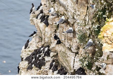 Nesting seabirds on a cliff in coastal Northern UK
