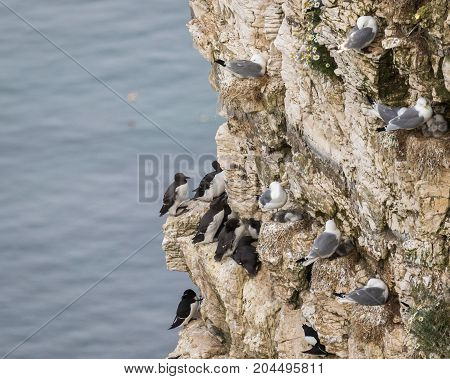 Nesting Kittywakes Guillemots and Razorbills on a cliff in coastal Northern UK
