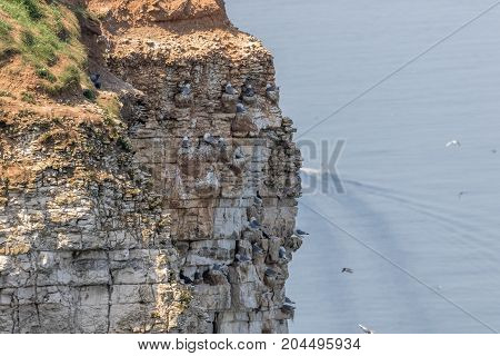 Nesting Kittywakes and Razorbills and other seabirds on a cliff in coastal Northern UK