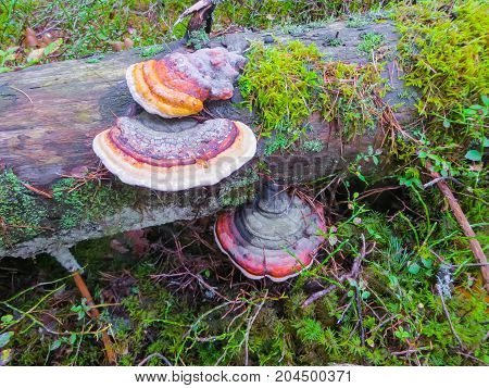 mushroom chaga on old fallen trees in the forest.