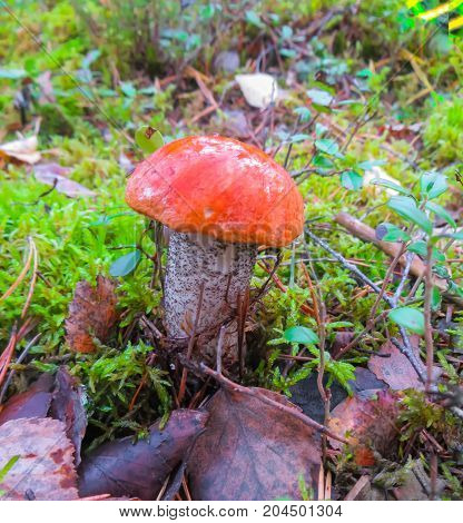 Beautiful Orange-cap boletus mushroom on mossin the autumn forest.