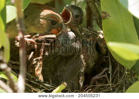 An up close picture of a mother cardinal bird feeding her baby chicks in their birds nest on a sunny afternnoon.