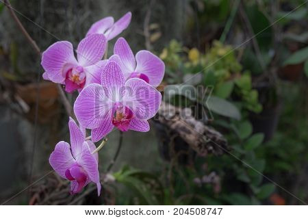Close-up of beautiful pink phalaenopsis orchid flower in the garden for postcard beauty and agriculture idea concept design.