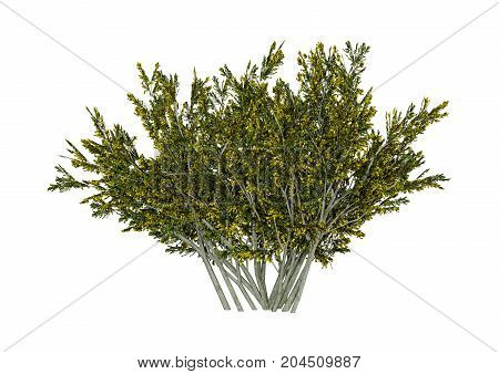 3D Rendering Creosote Bush On White