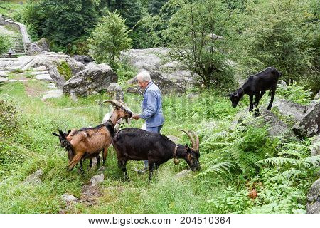 Man Who Takes Care Of His Goats At Foroglio