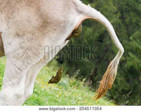 Cow Pooing On A Field