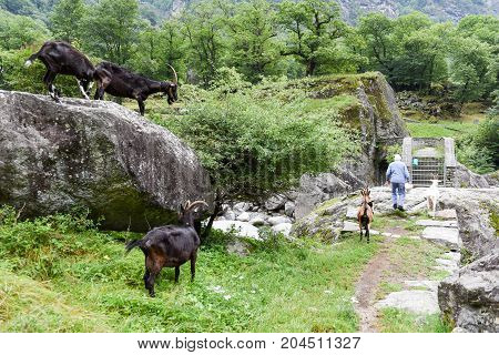 Man Who Takes Care Of His Goats At Foroglio