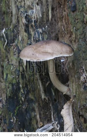 Deer Mushroom (Pluteus cervinus) on a birch tree stump