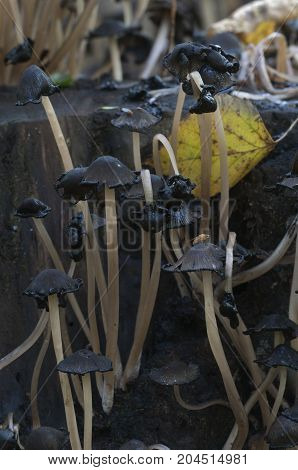 Coprinus micaceus mushroom near the tree close up