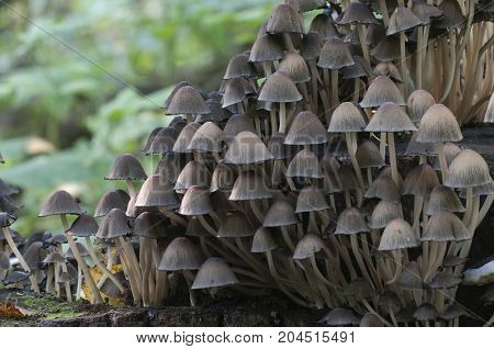 Coprinus micaceus mushroom near the tree close up
