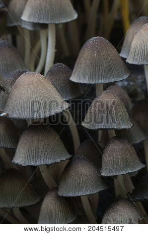 Coprinus micaceus mushroom near the tree close up