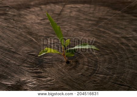 Sprouts Growing On An Old Tree Stump