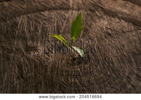 Sprouts Growing On An Old Tree Stump